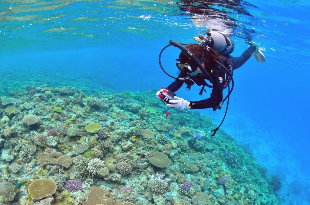 浅瀬に群生する珊瑚礁とダイバー