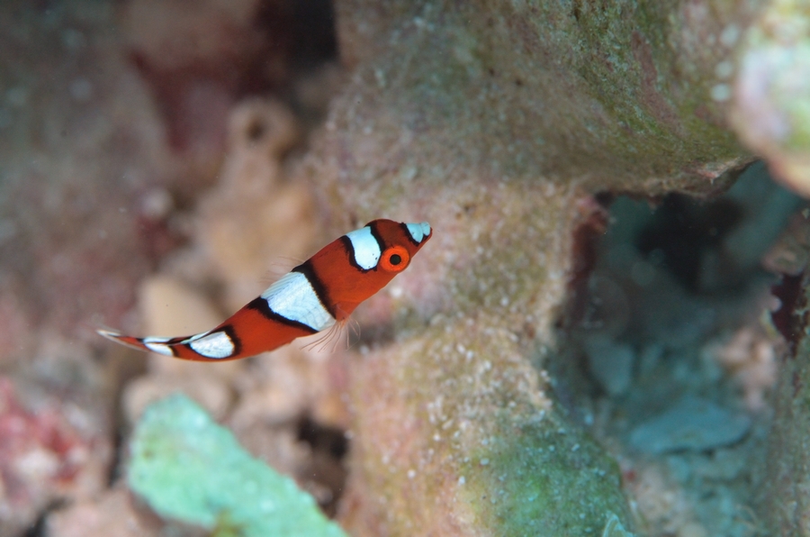 沖縄ダイビングの海水魚図鑑 沖縄ダイビングライセンス C