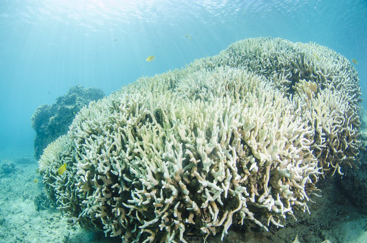2016年のエルニーニョ現象により、ゴリラチョップの珊瑚が白化