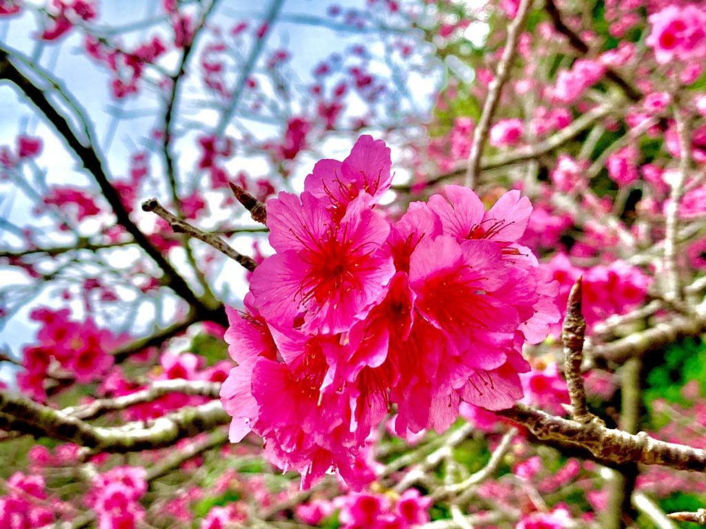 “日本一早咲き” の本部八重岳の桜祭に行ってきました!!