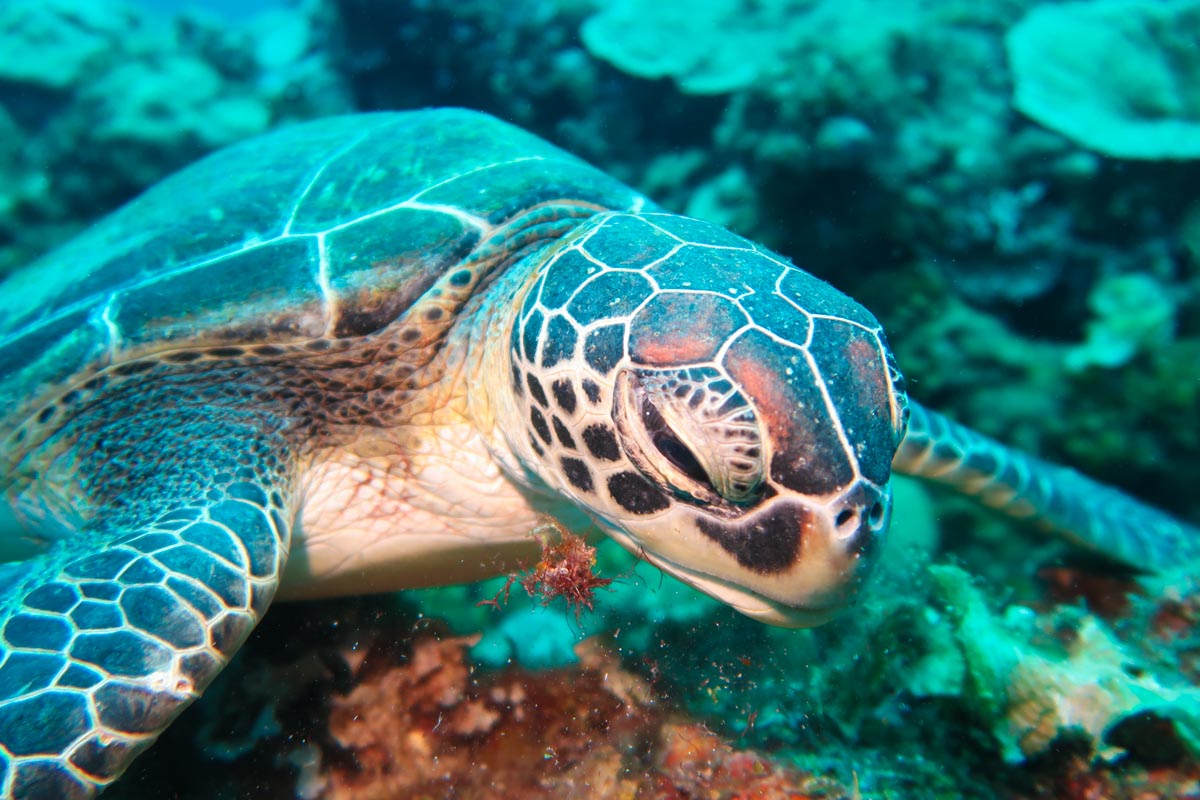 水納島のダイビングポイントはウミガメの確率も高い