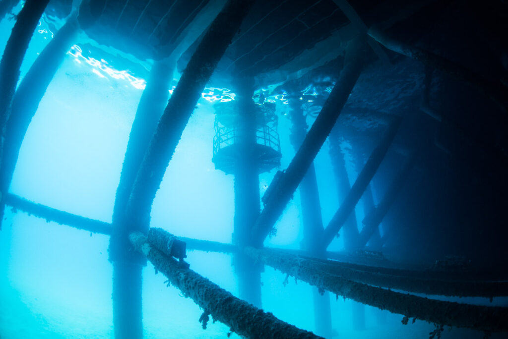 ゴリラチョップ・桟橋の下に広がる水中世界