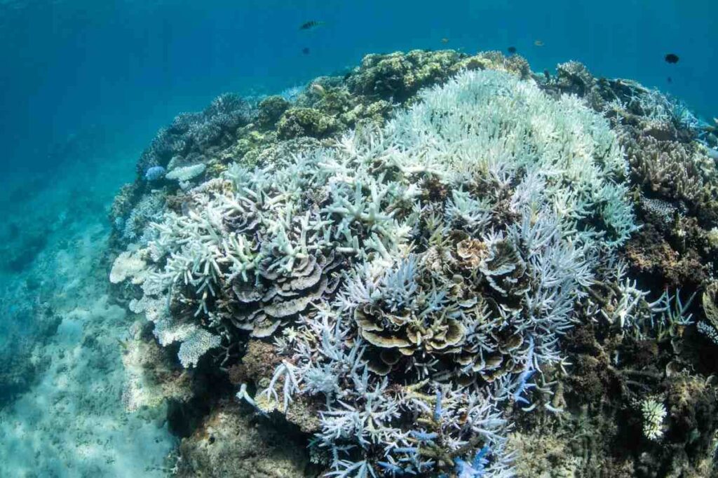 【2024年最新版】沖縄本島のサンゴ白化現象・浅瀬の9割が死滅