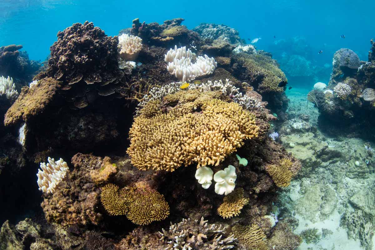 2024年9月の沖縄の死滅したサンゴ