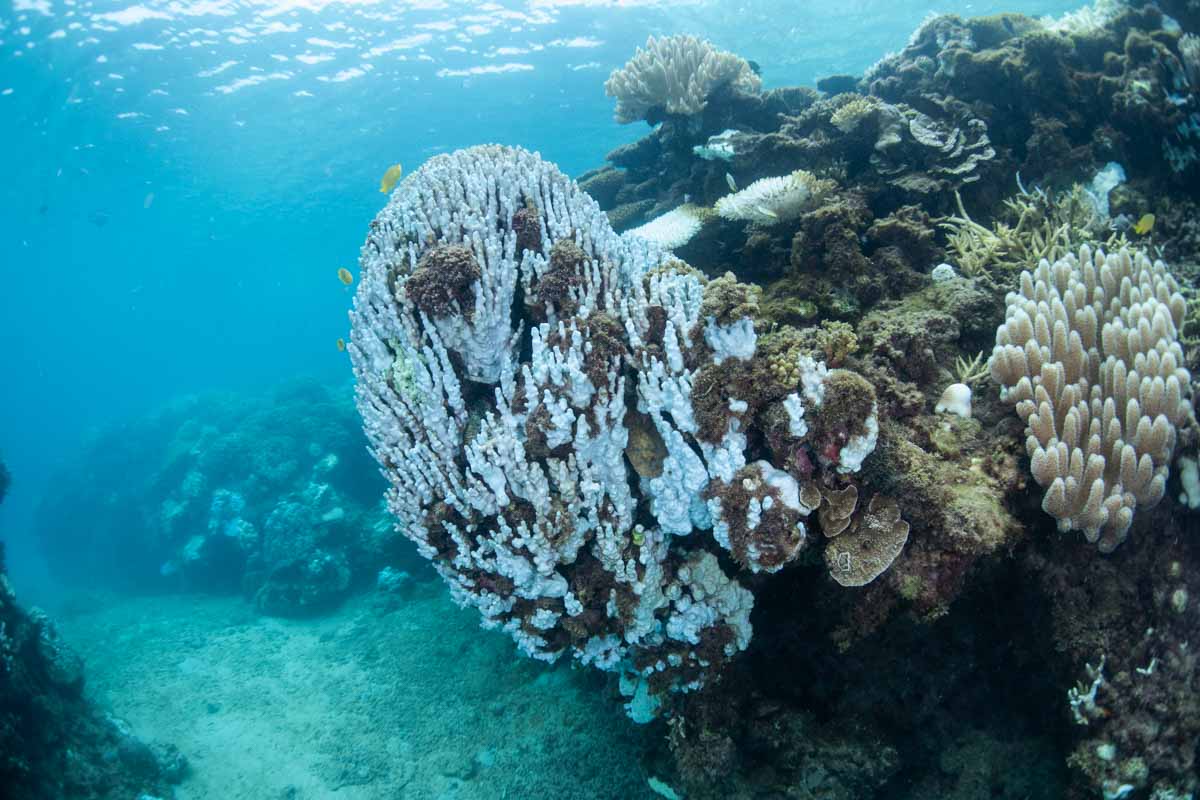 【2024年】沖縄本島のサンゴ白化現象 まとめ